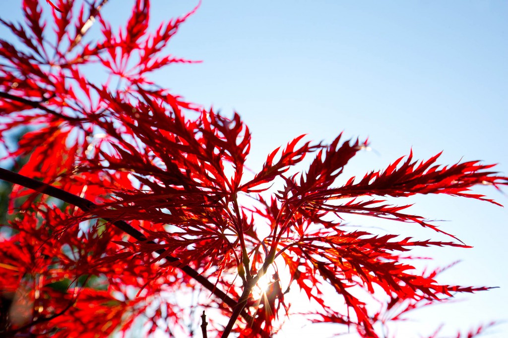Warme Herbststimmung im Garten des Hotels [Quelle: Ingo Wandmacher]